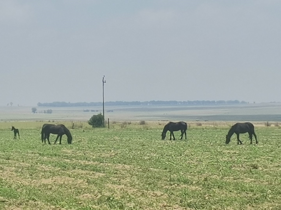 Commercial Property for Sale in Senekal Rural Free State
